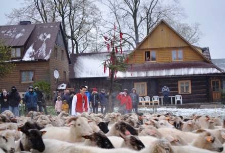 Miyszani Owiec na Stecówce