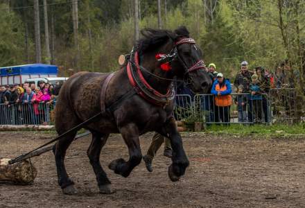 Zawody Furmanów 2023