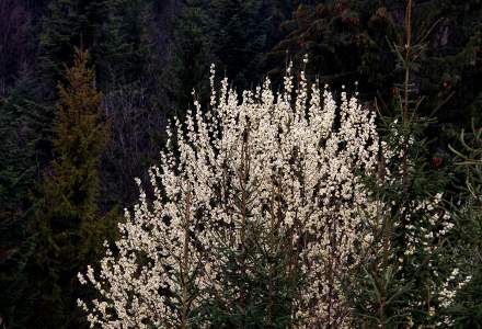 Wczesnowiosenne klimaty