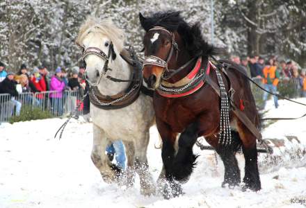 XVII Zimowe Zawody Furmanów