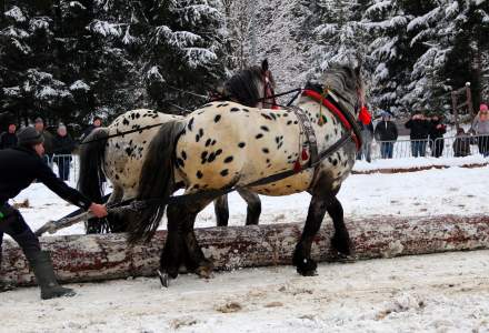 XVII Zimowe Zawody Furmanów