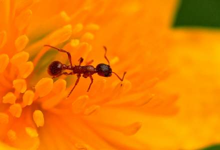 Nasz przyroda w skali makro