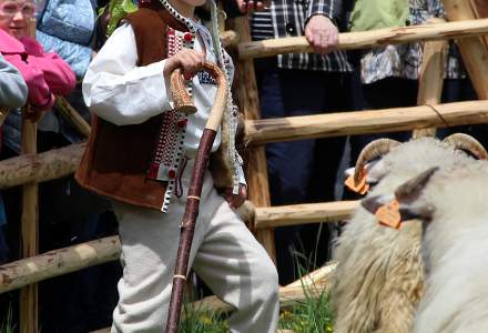 Mieszanie Owiec w Koniakowie