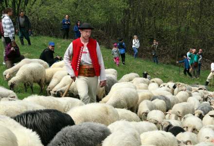 Mieszanie Owiec w Koniakowie