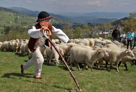 Mieszanie Owiec w Koniakowie