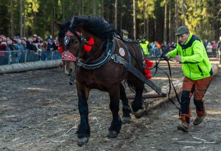 Zawody Furmanów 2024