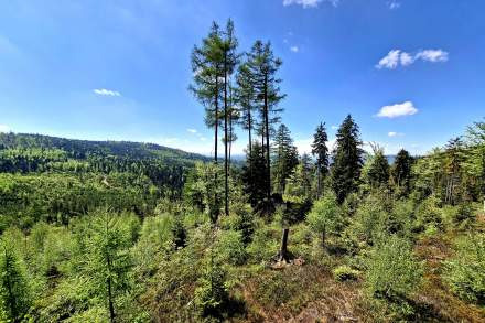 Widok z Gańczorki