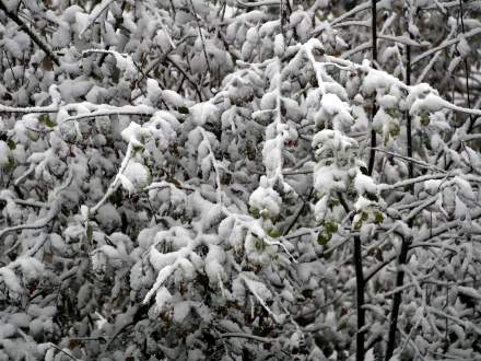 Pierwszy śnieg